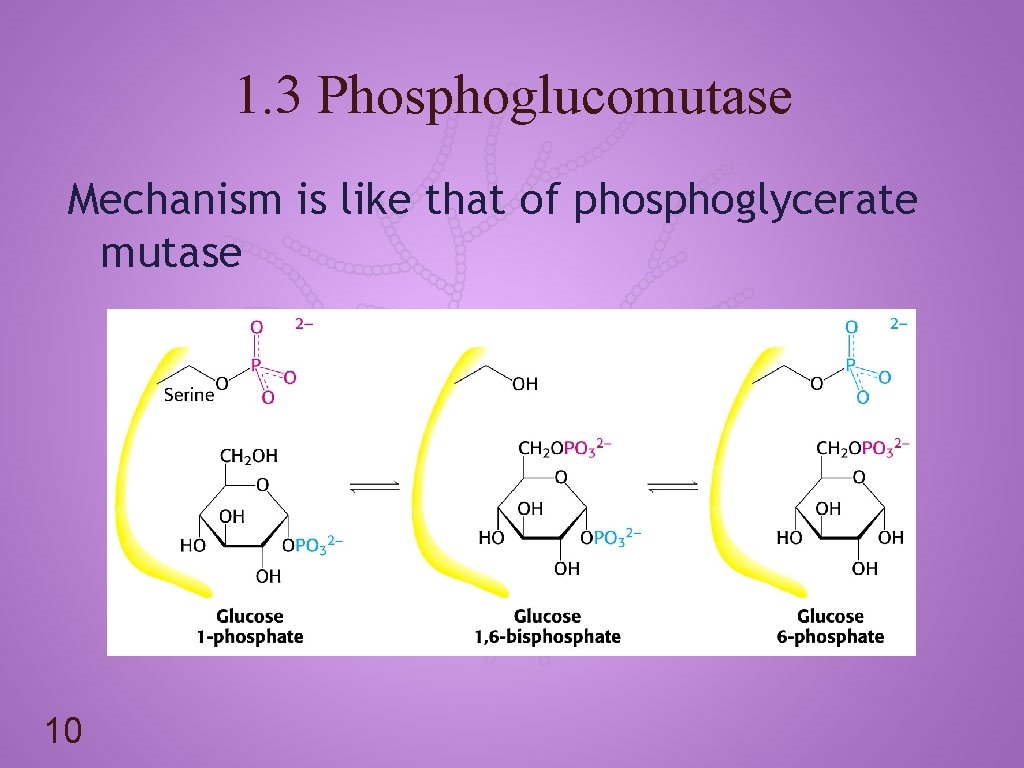 1. 3 Phosphoglucomutase Mechanism is like that of phosphoglycerate mutase 10 