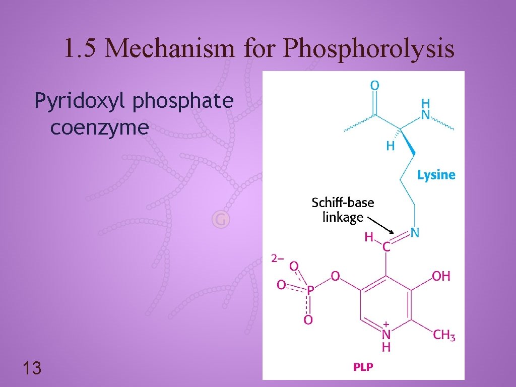 1. 5 Mechanism for Phosphorolysis Pyridoxyl phosphate coenzyme 13 
