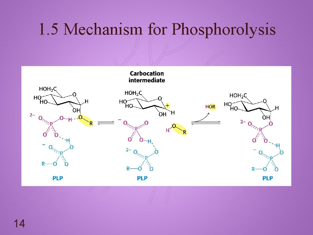 1. 5 Mechanism for Phosphorolysis 14 