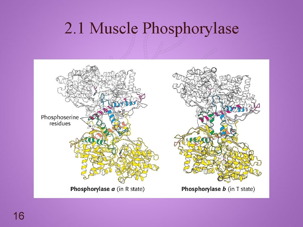2. 1 Muscle Phosphorylase 16 