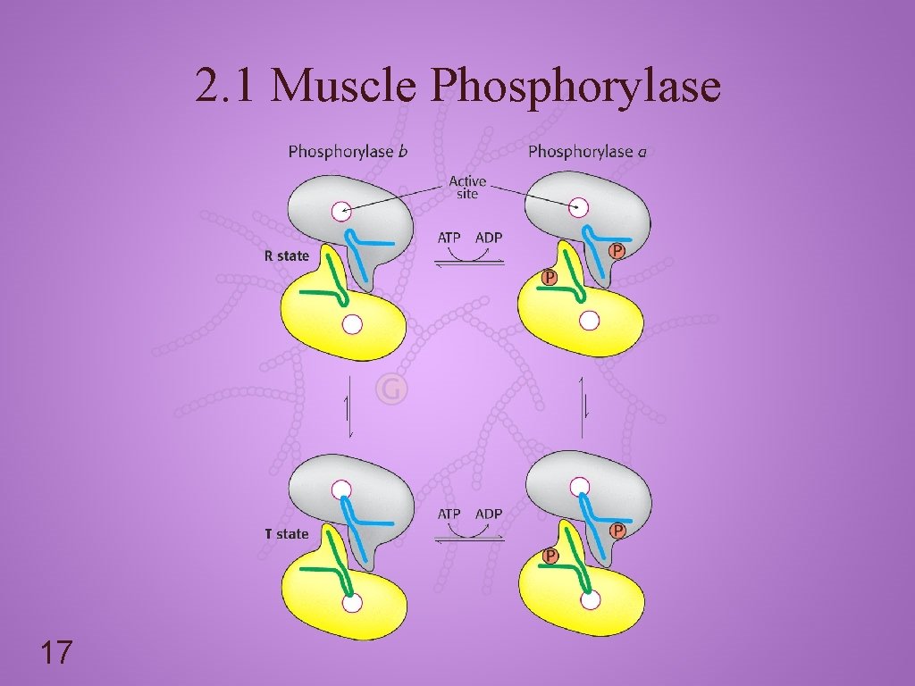 2. 1 Muscle Phosphorylase 17 