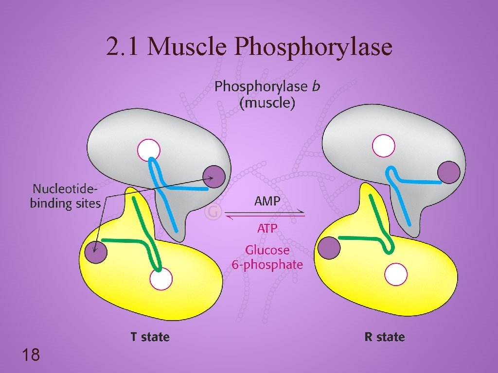 2. 1 Muscle Phosphorylase 18 