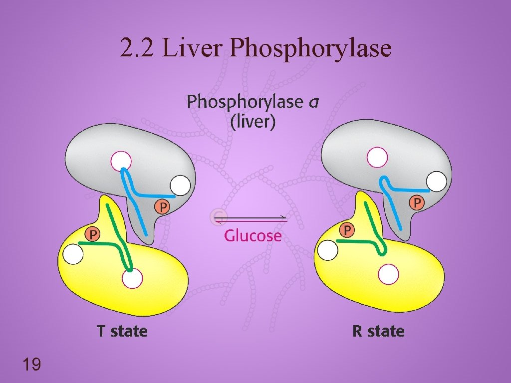 2. 2 Liver Phosphorylase 19 