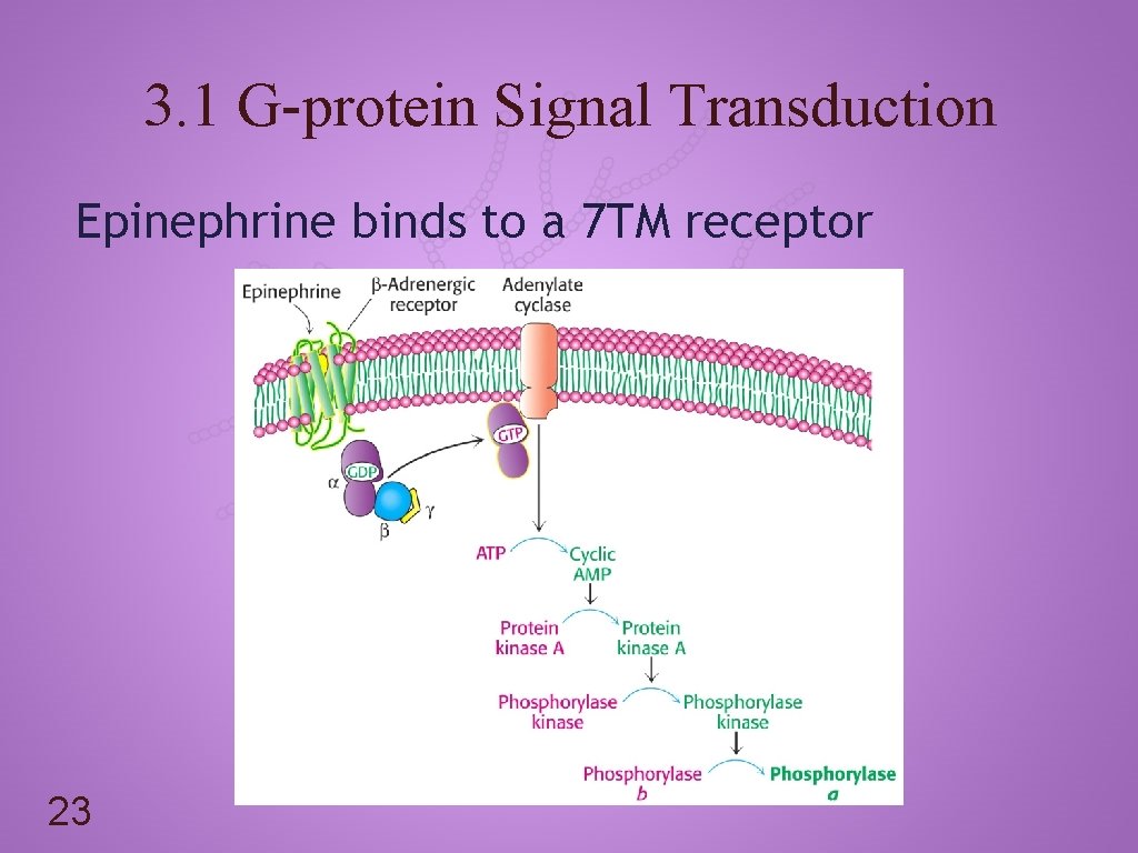 3. 1 G-protein Signal Transduction Epinephrine binds to a 7 TM receptor 23 