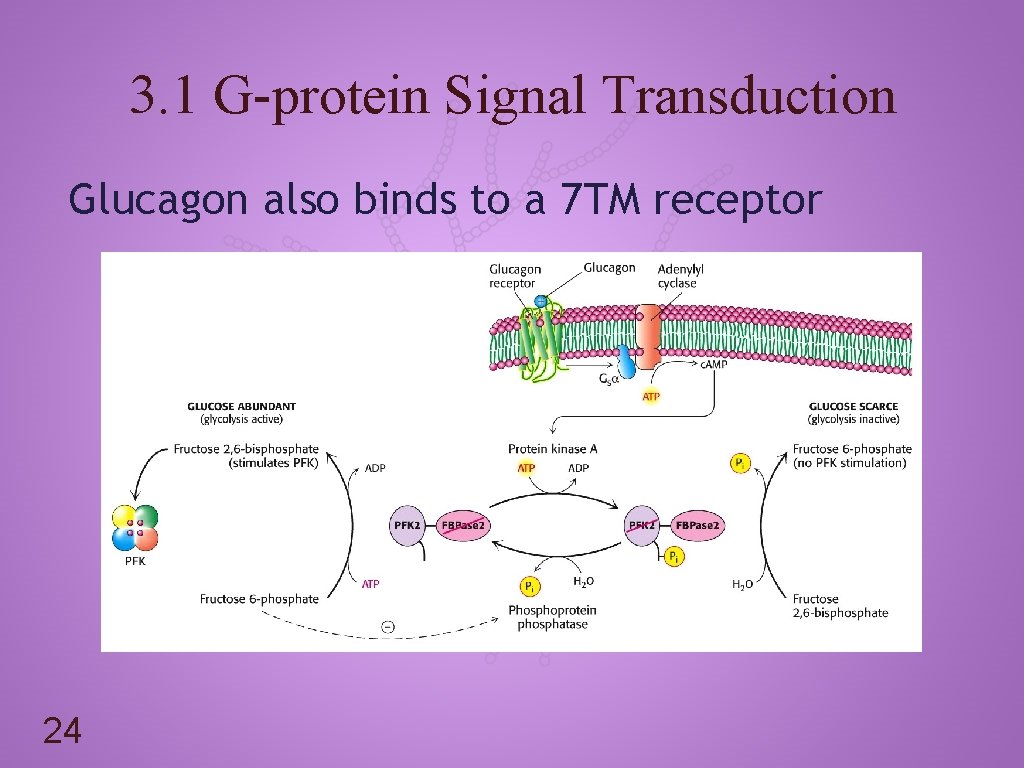 3. 1 G-protein Signal Transduction Glucagon also binds to a 7 TM receptor 24