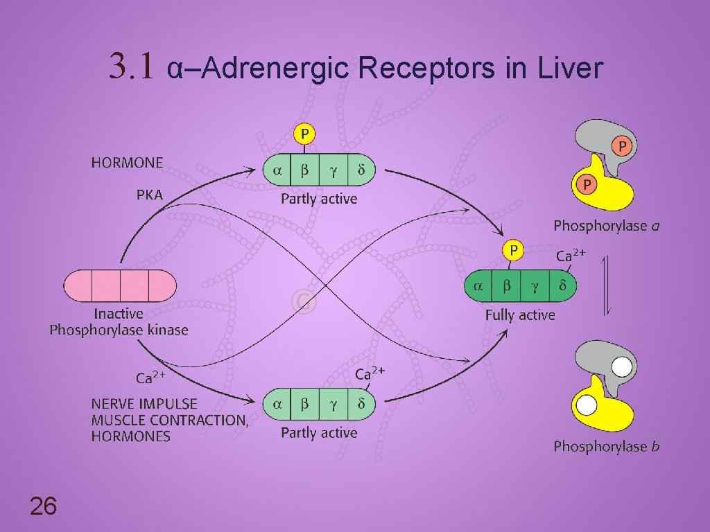 3. 1 α–Adrenergic Receptors in Liver 26 