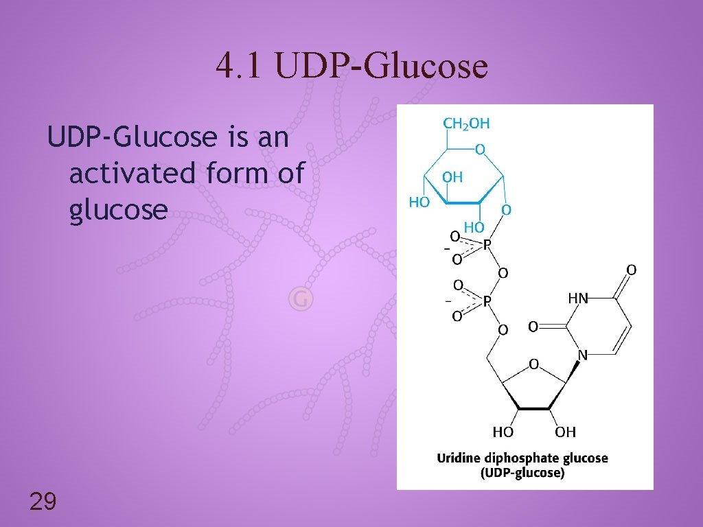 4. 1 UDP-Glucose is an activated form of glucose 29 