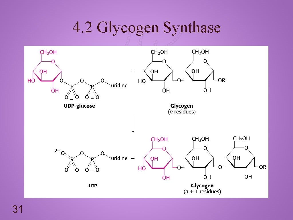 4. 2 Glycogen Synthase 31 