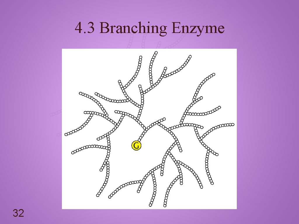 4. 3 Branching Enzyme 32 