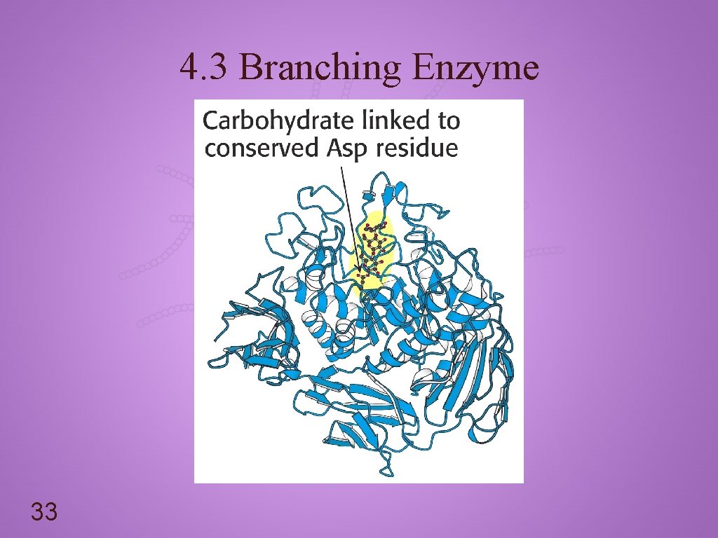 4. 3 Branching Enzyme 33 