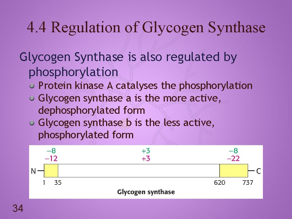 4. 4 Regulation of Glycogen Synthase is also regulated by phosphorylation Protein kinase A