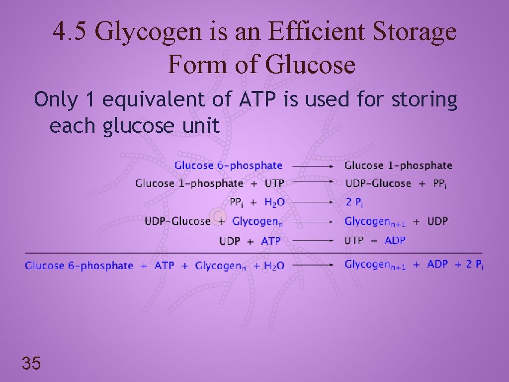 4. 5 Glycogen is an Efficient Storage Form of Glucose Only 1 equivalent of