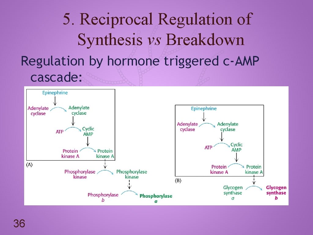 5. Reciprocal Regulation of Synthesis vs Breakdown Regulation by hormone triggered c-AMP cascade: 36