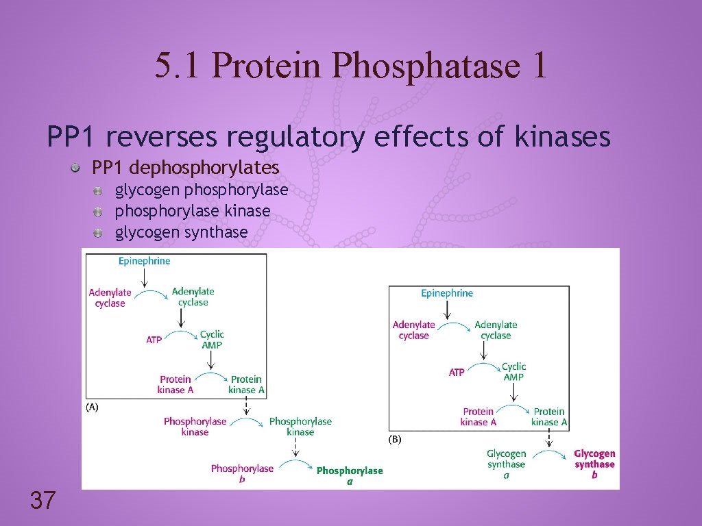 5. 1 Protein Phosphatase 1 PP 1 reverses regulatory effects of kinases PP 1