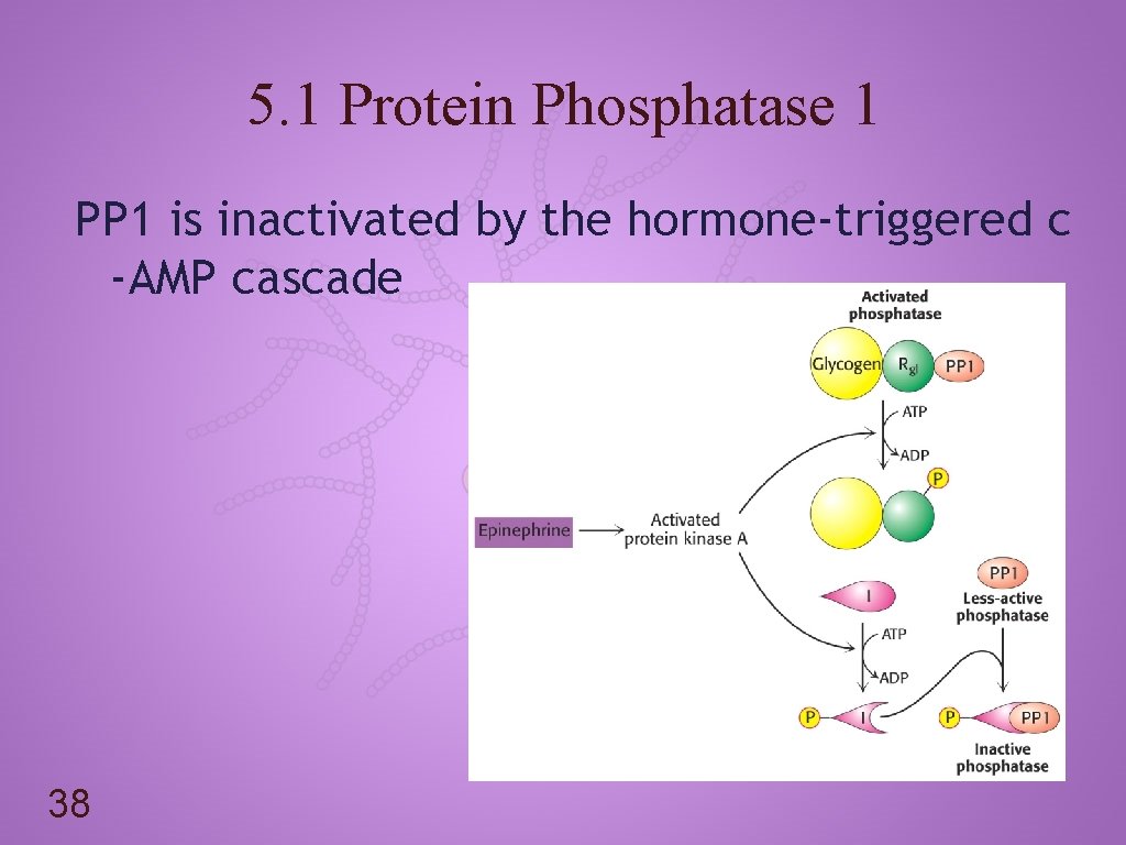 5. 1 Protein Phosphatase 1 PP 1 is inactivated by the hormone-triggered c -AMP