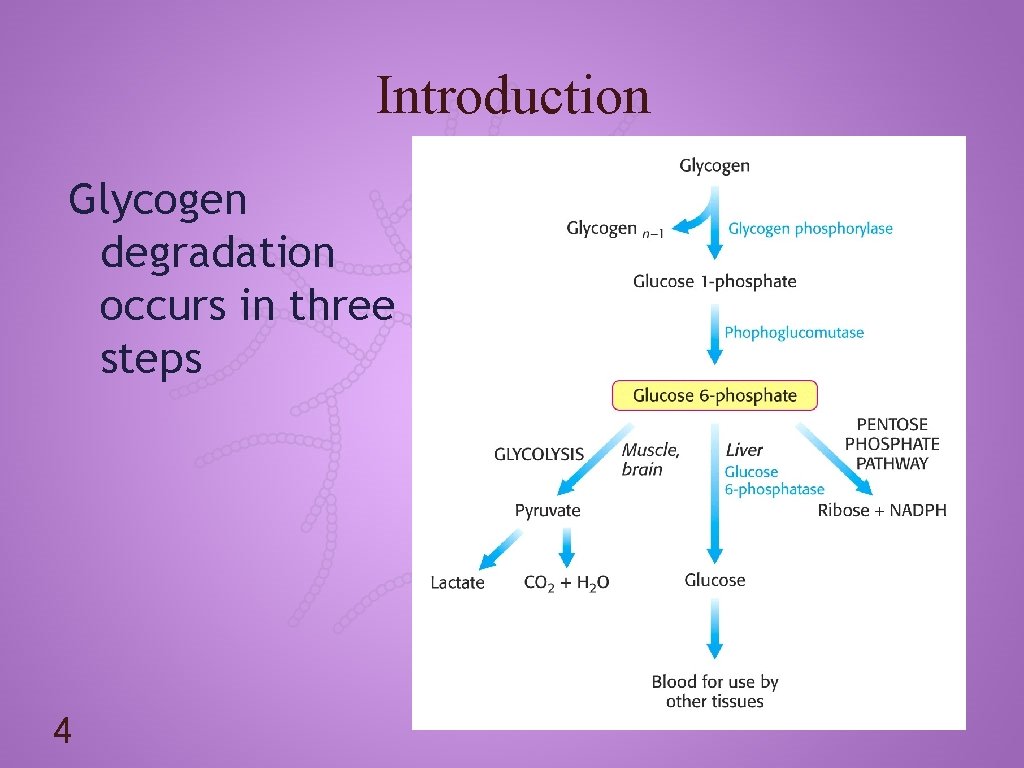 Introduction Glycogen degradation occurs in three steps 4 