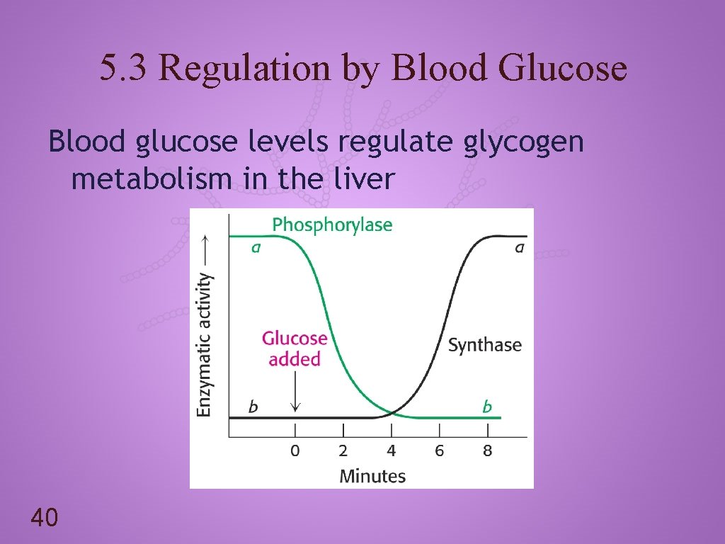5. 3 Regulation by Blood Glucose Blood glucose levels regulate glycogen metabolism in the