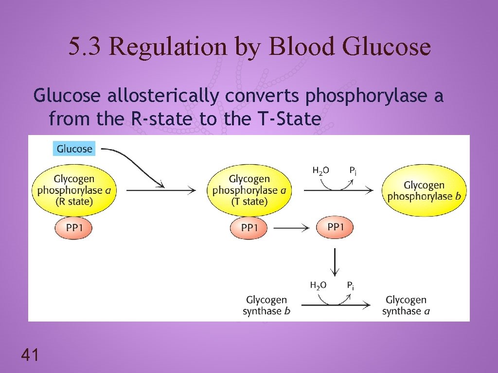 5. 3 Regulation by Blood Glucose allosterically converts phosphorylase a from the R-state to