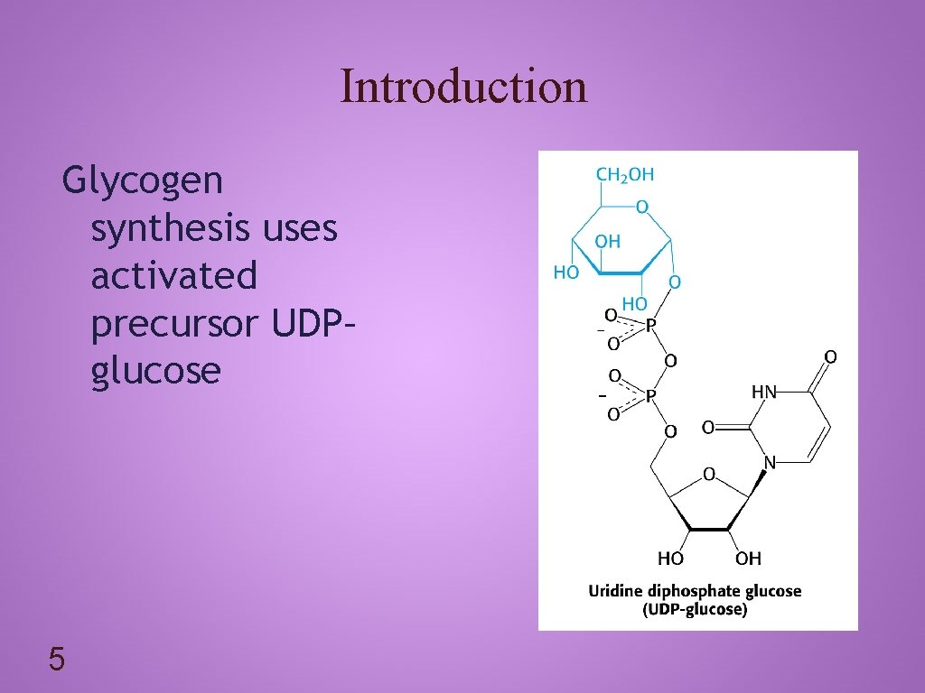 Introduction Glycogen synthesis uses activated precursor UDP– glucose 5 