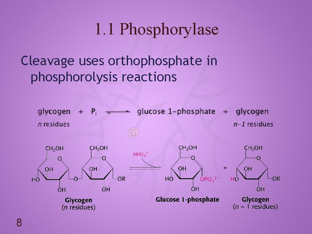 1. 1 Phosphorylase Cleavage uses orthophosphate in phosphorolysis reactions 8 