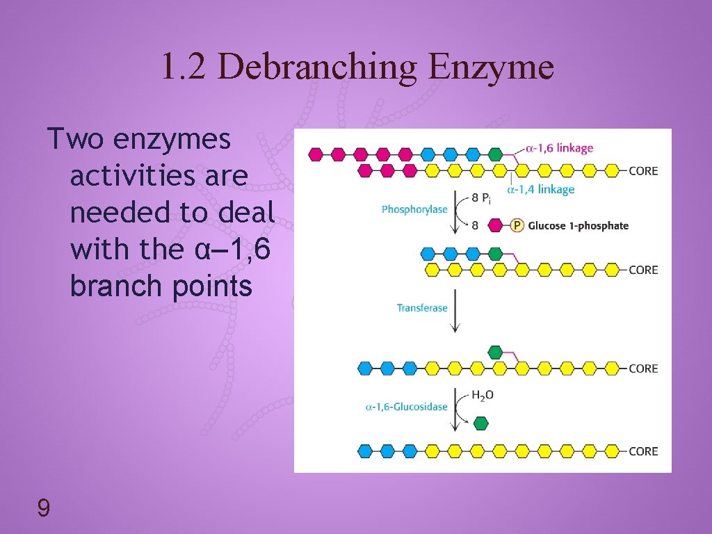 1. 2 Debranching Enzyme Two enzymes activities are needed to deal with the α–