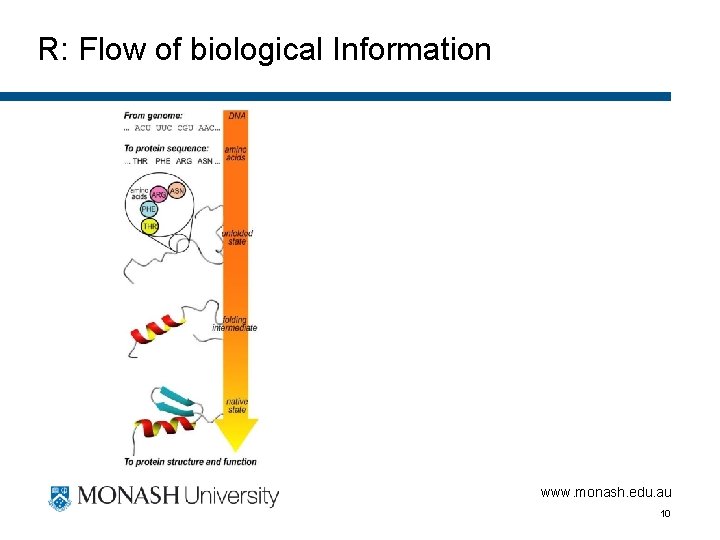 R: Flow of biological Information www. monash. edu. au 10 