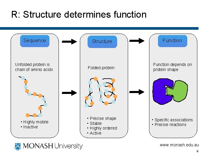 R: Structure determines function Sequence Structure Function Unfolded protein is chain of amino acids