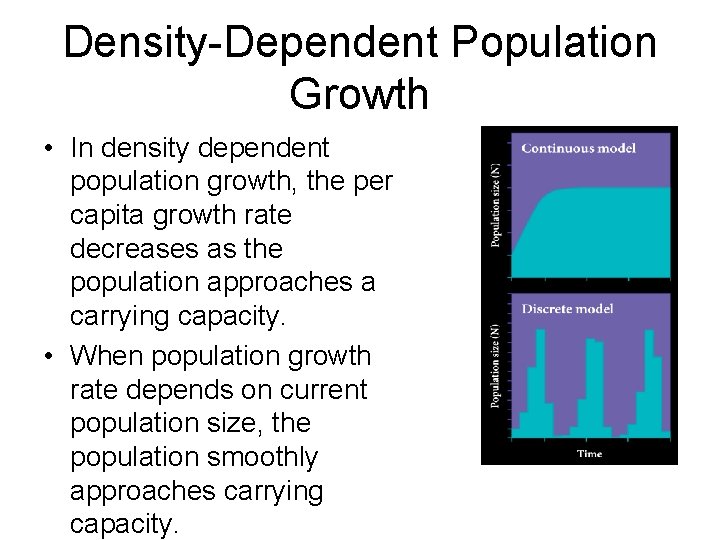 Density-Dependent Population Growth • In density dependent population growth, the per capita growth rate