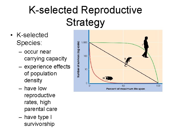 K-selected Reproductive Strategy • K-selected Species: – occur near carrying capacity – experience effects