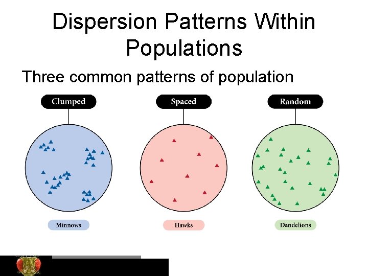 Dispersion Patterns Within Populations Three common patterns of population distribution are: Bio. Ed Online