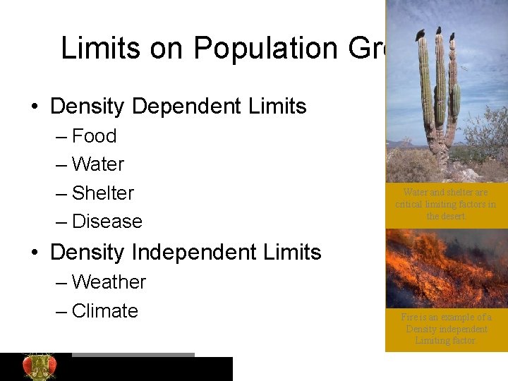 Limits on Population Growth • Density Dependent Limits – Food – Water – Shelter