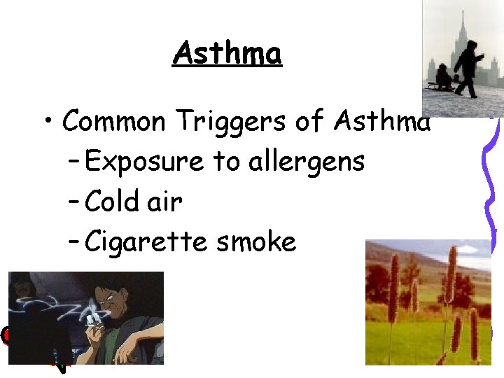 Asthma • Common Triggers of Asthma – Exposure to allergens – Cold air –