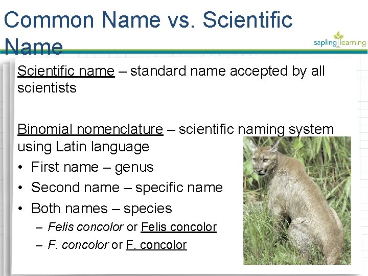 Common Name vs. Scientific Name Scientific name – standard name accepted by all scientists