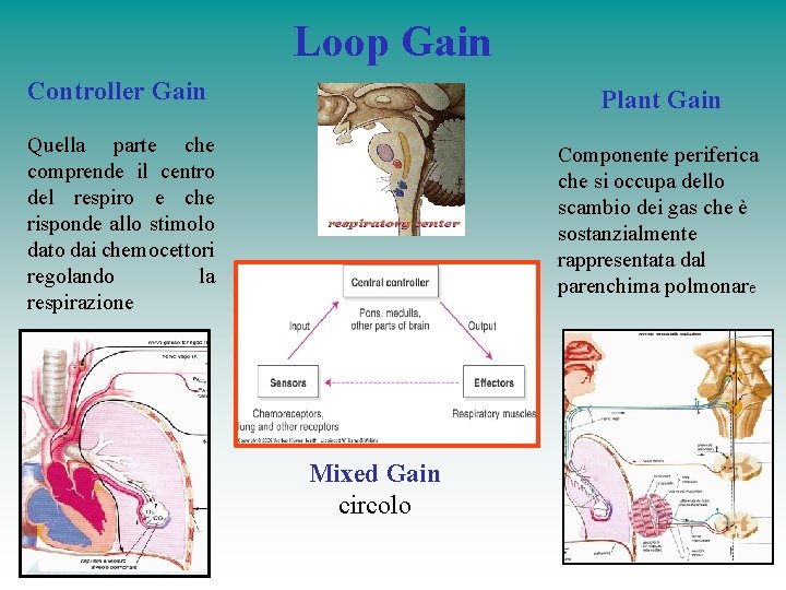 Loop Gain Controller Gain Plant Gain Quella parte che comprende il centro del respiro