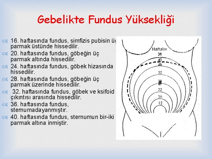 Gebelikte Fundus Yüksekliği 16. haftasında fundus, simfizis pubisin üç parmak üstünde hissedilir. 20. haftasında