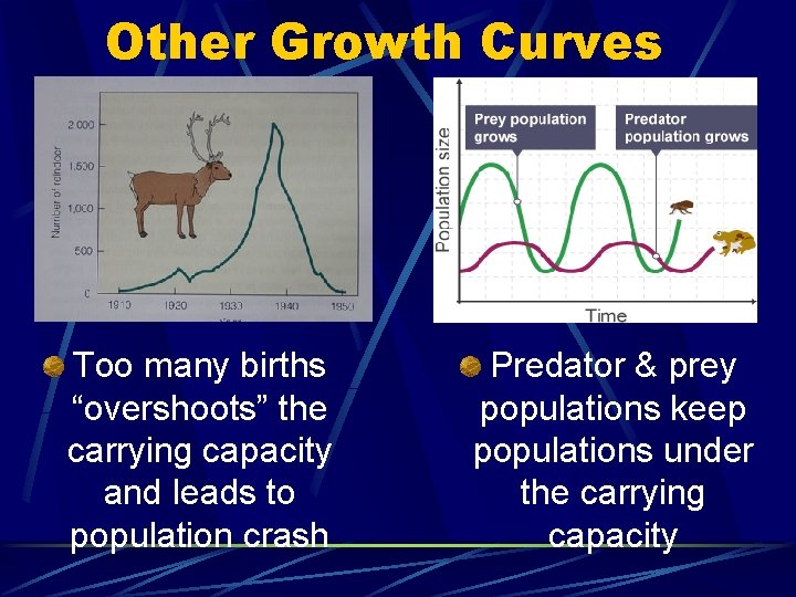 Other Growth Curves Too many births “overshoots” the carrying capacity and leads to population