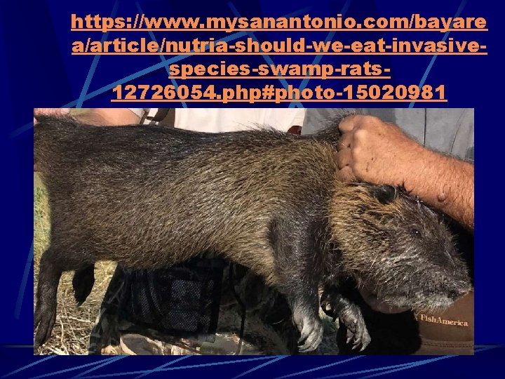 https: //www. mysanantonio. com/bayare a/article/nutria-should-we-eat-invasivespecies-swamp-rats 12726054. php#photo-15020981 