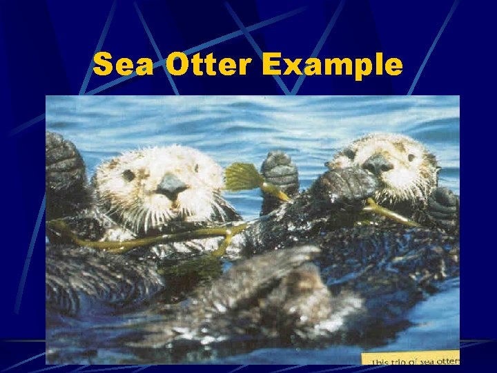 Sea Otter Example 