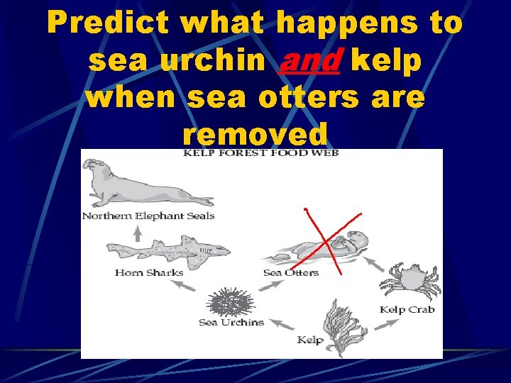 Predict what happens to sea urchin and kelp when sea otters are removed 