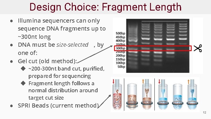 Design Choice: Fragment Length ● Illumina sequencers can only sequence DNA fragments up to