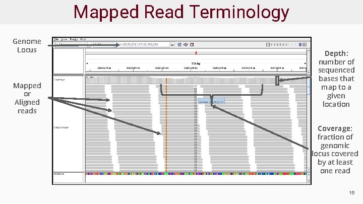 Mapped Read Terminology Genome Locus Mapped or Aligned reads Depth: number of sequenced bases
