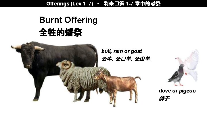 Offerings (Lev 1– 7) • 利未�第 1 -7 章中的献祭 Burnt Offering 全牲的燔祭 bull, ram