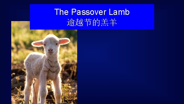 The Passover Lamb 逾越节的羔羊 