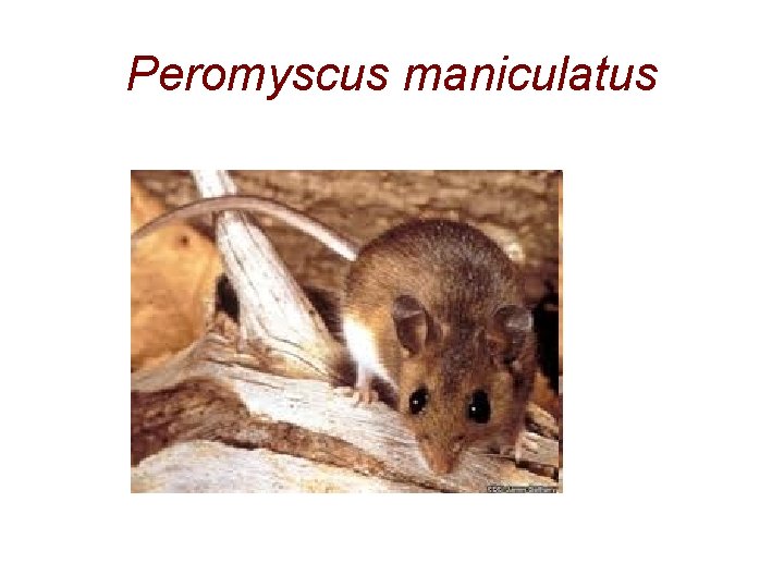 Peromyscus maniculatus 