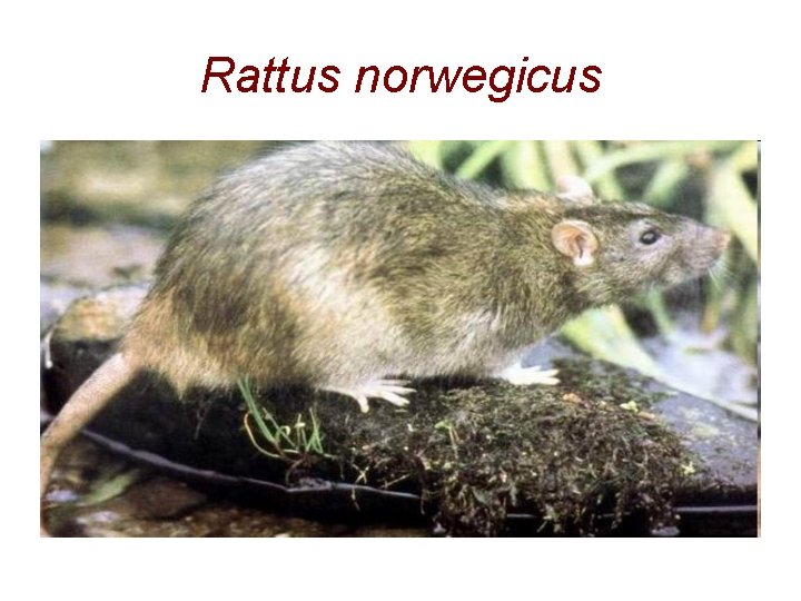 Rattus norwegicus 