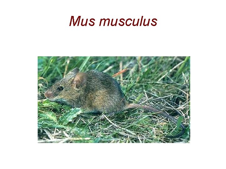 Mus musculus 