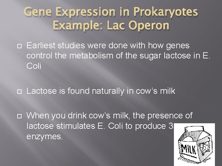 Gene Expression in Prokaryotes Example: Lac Operon Earliest studies were done with how genes