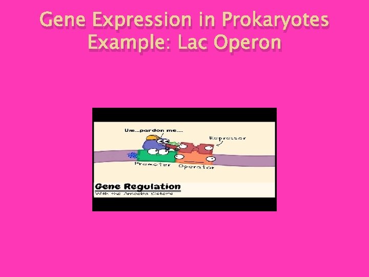 Gene Expression in Prokaryotes Example: Lac Operon 
