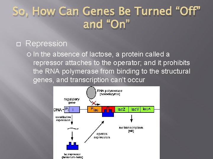 So, How Can Genes Be Turned “Off” and “On” Repression In the absence of
