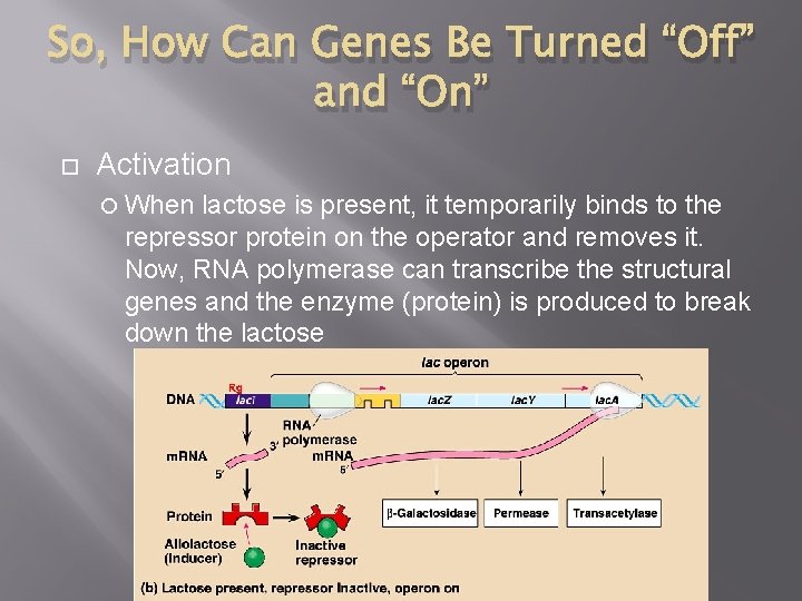 So, How Can Genes Be Turned “Off” and “On” Activation When lactose is present,